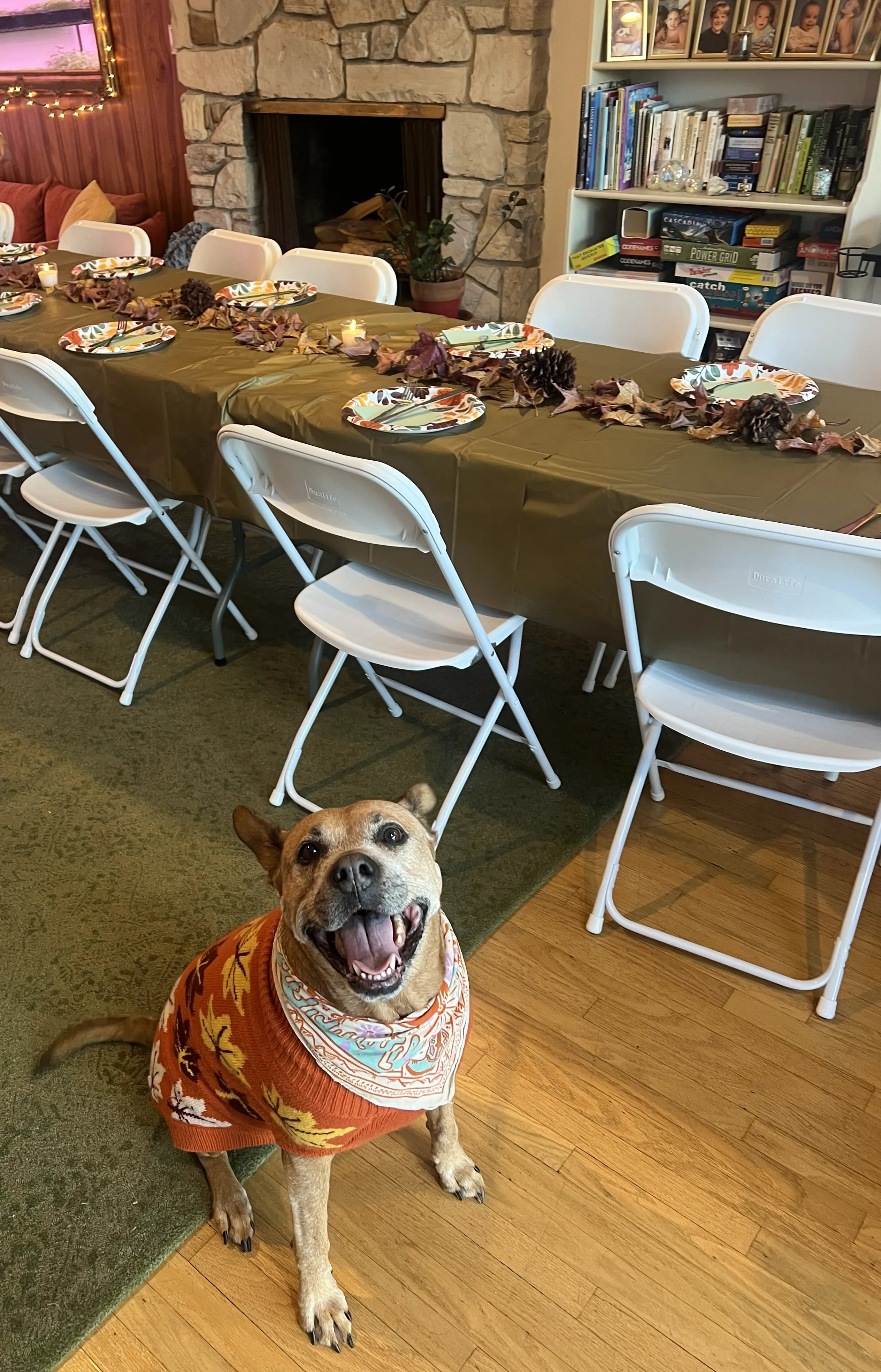 Rummy the dog at Thanksgiving dinner setup